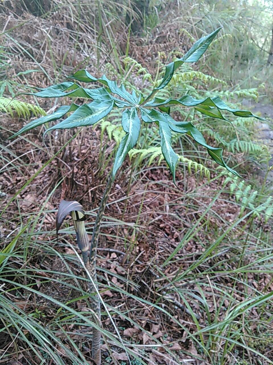 Image of Arisaema consanguineum Schott