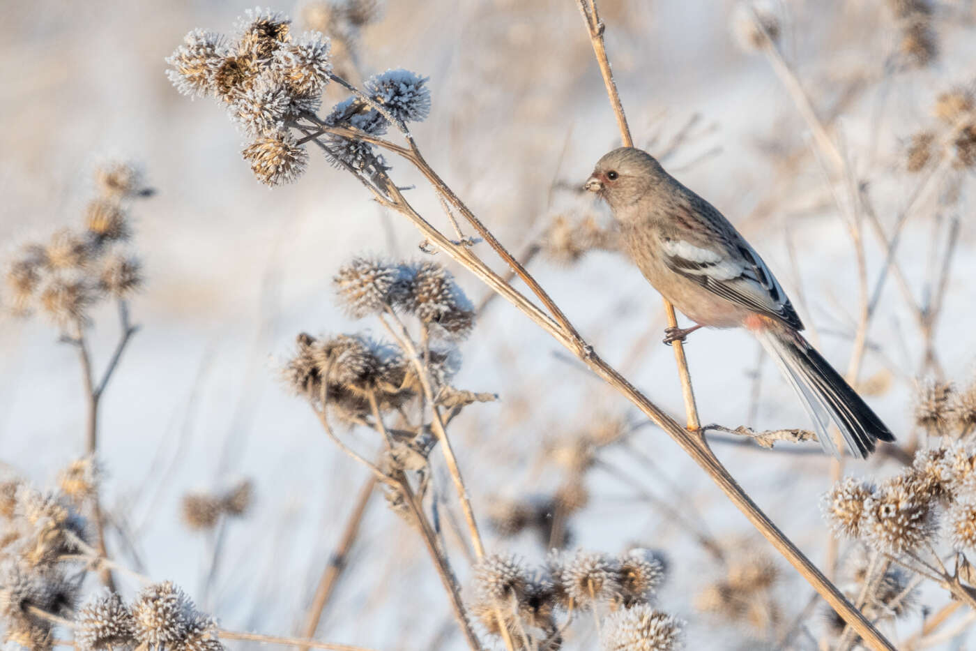 Image of Long-tailed Rosefinch