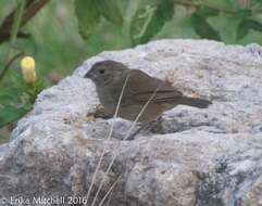 Image of Antillean bullfinches