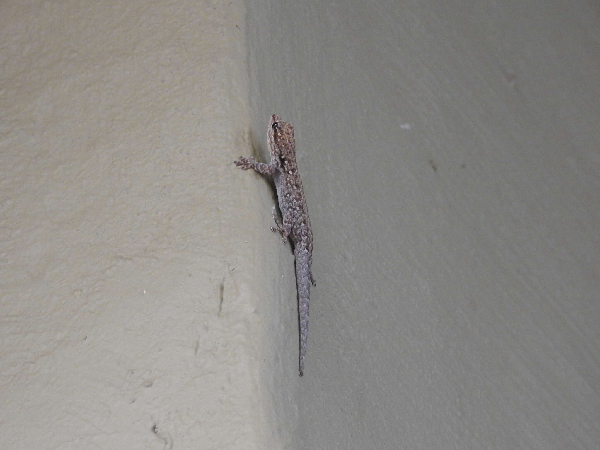 Image of Chobe Dwarf Gecko