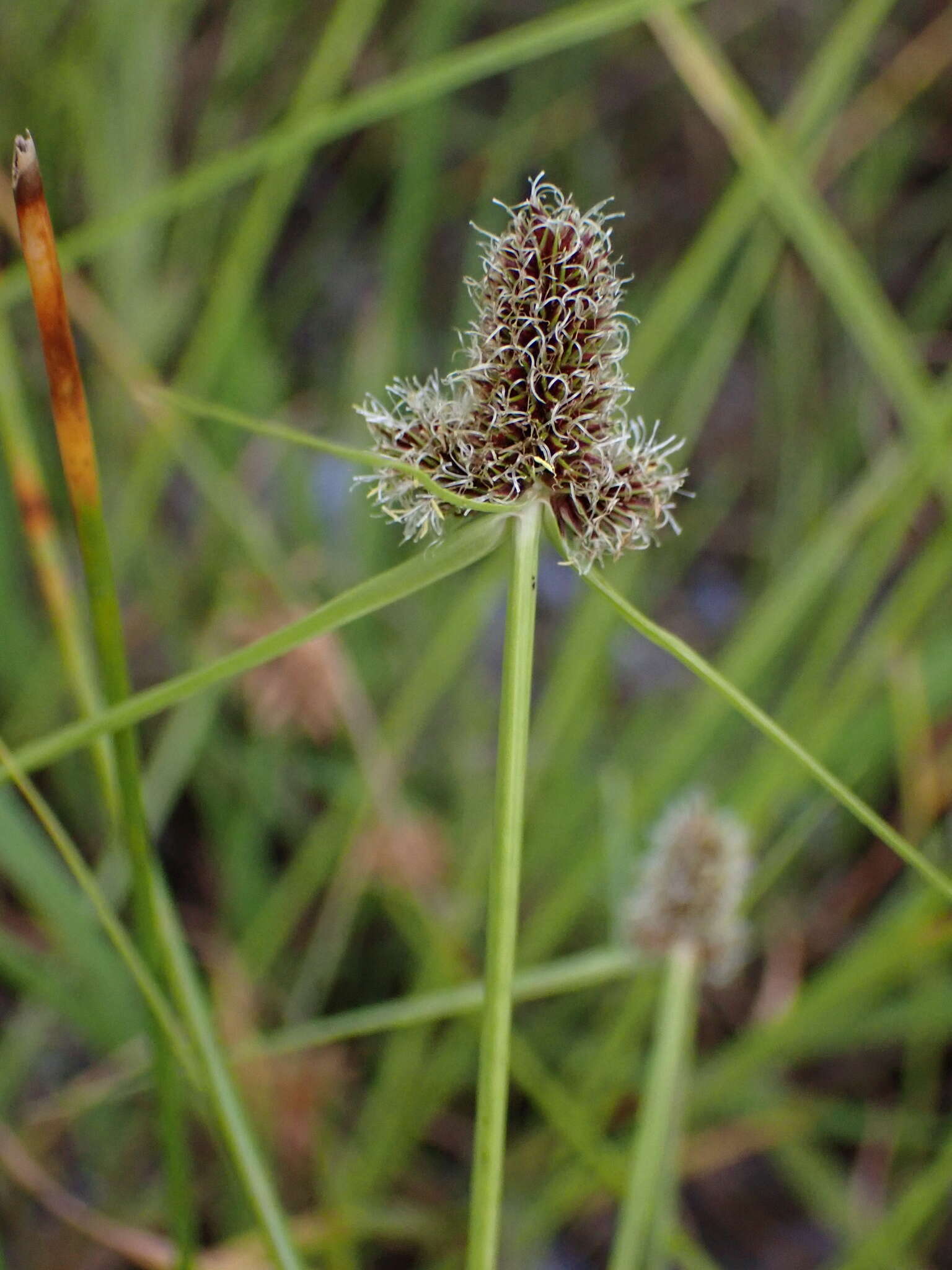 Image of Cyperus bracheilema (Steud.) Mattf. & Kük.