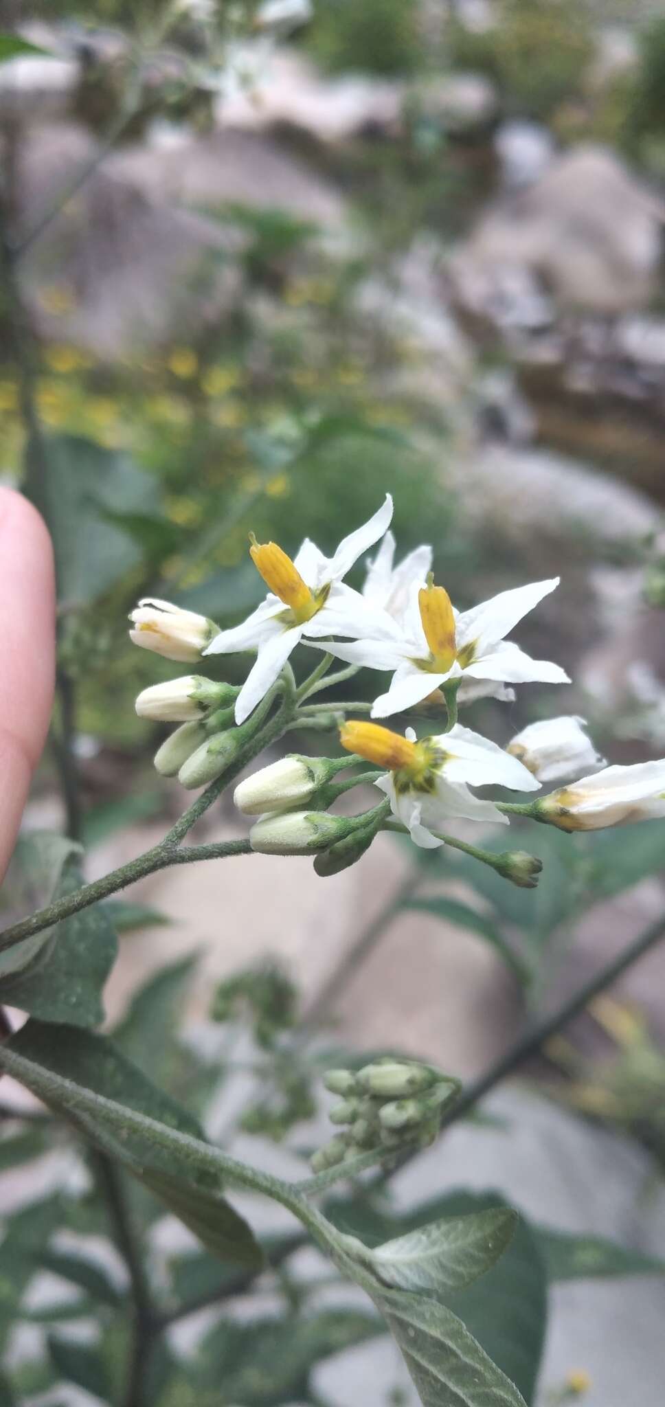 Image of Solanum aloysiifolium Dun.