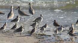 Image of Dowitcher