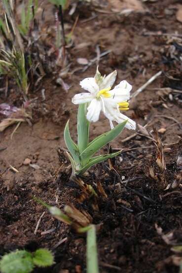 Image of Chlorophytum cooperi (Baker) Nordal