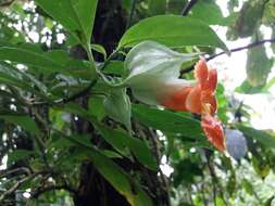 Image de Drymonia rubra C. V. Morton