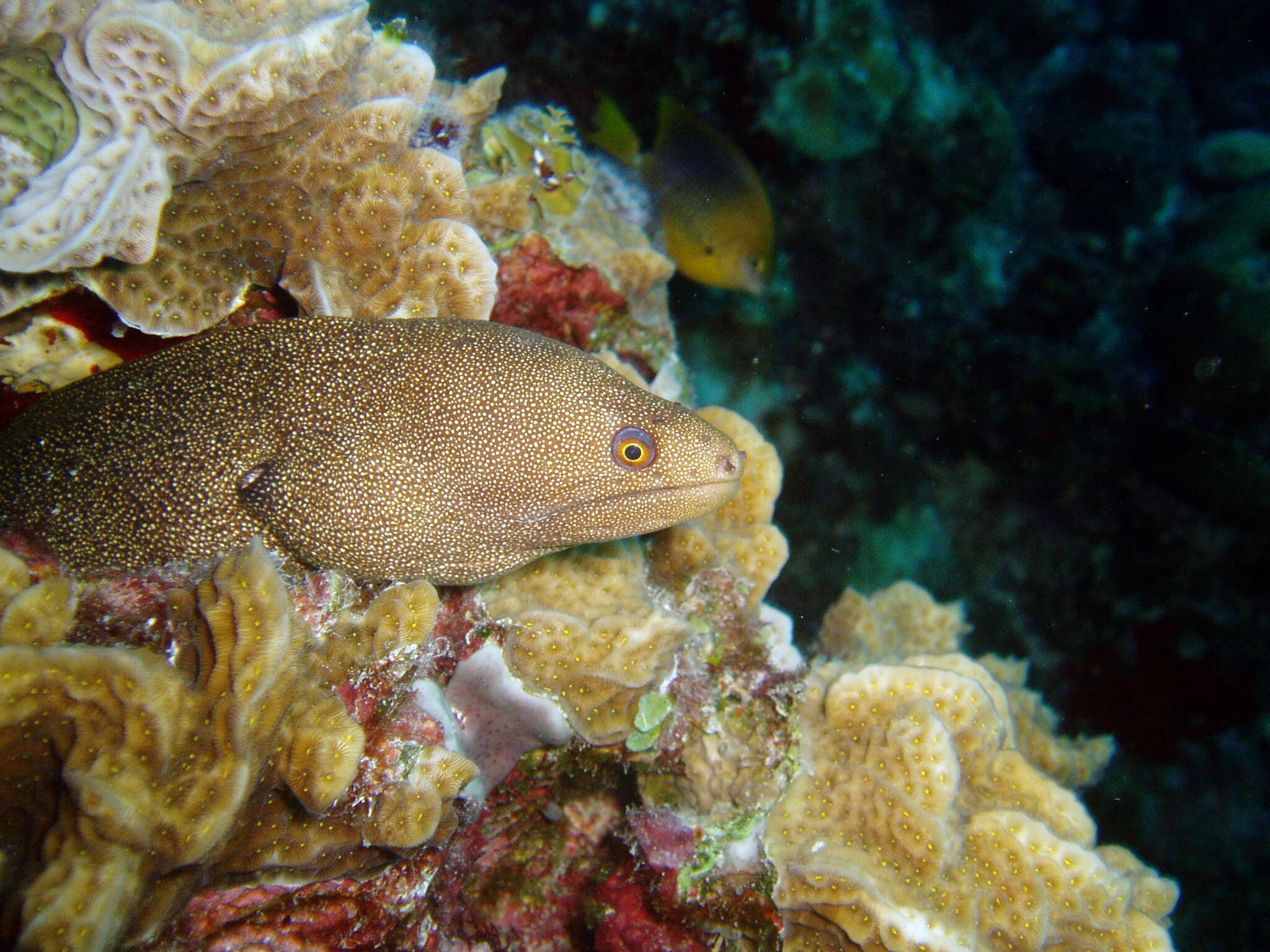 Image of Bastard Eel