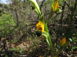 Plancia ëd Chloraea disoides var. picta (Phil. ex Kraenzl.) M. N. Correa