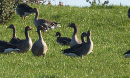 Image of Eurasian White-fronted Goose