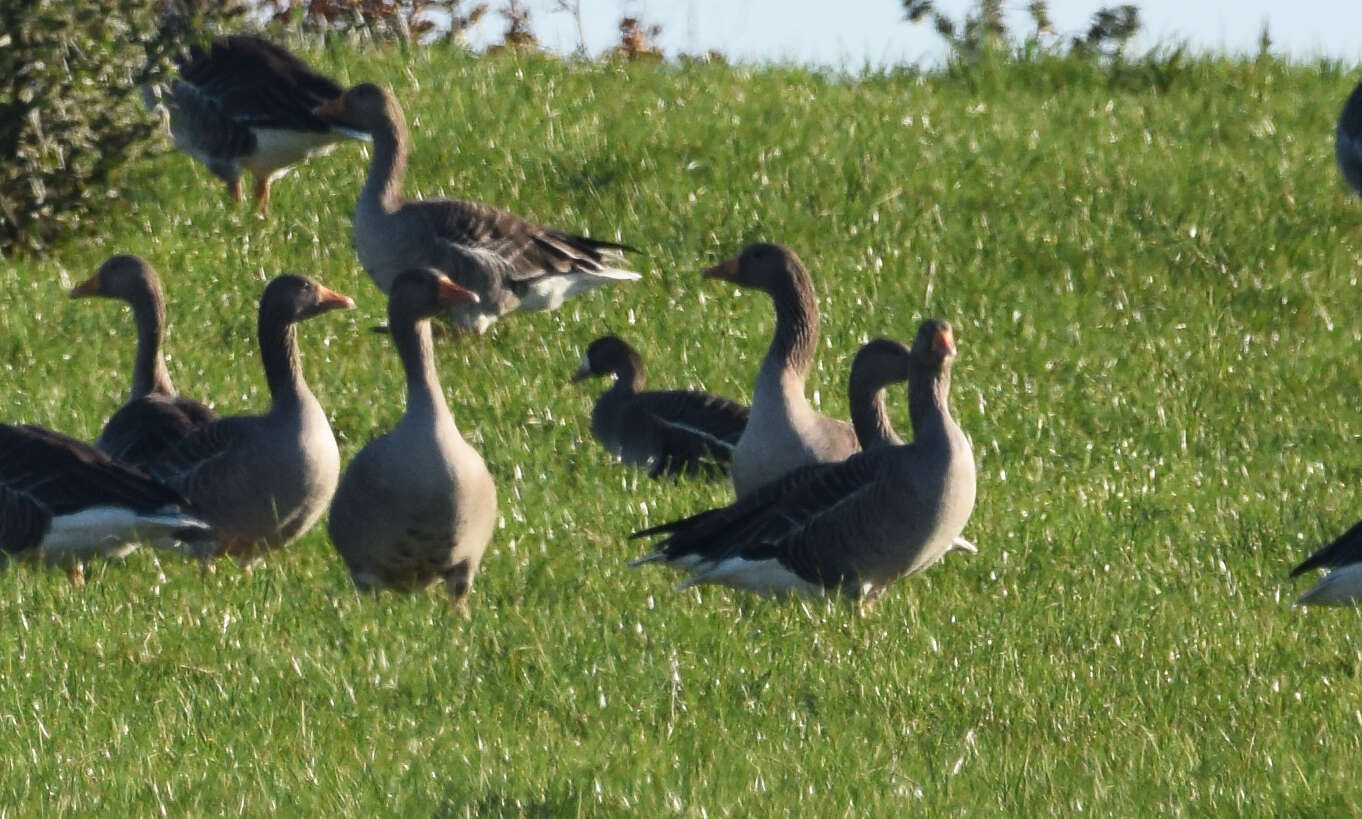 Image of Eurasian White-fronted Goose