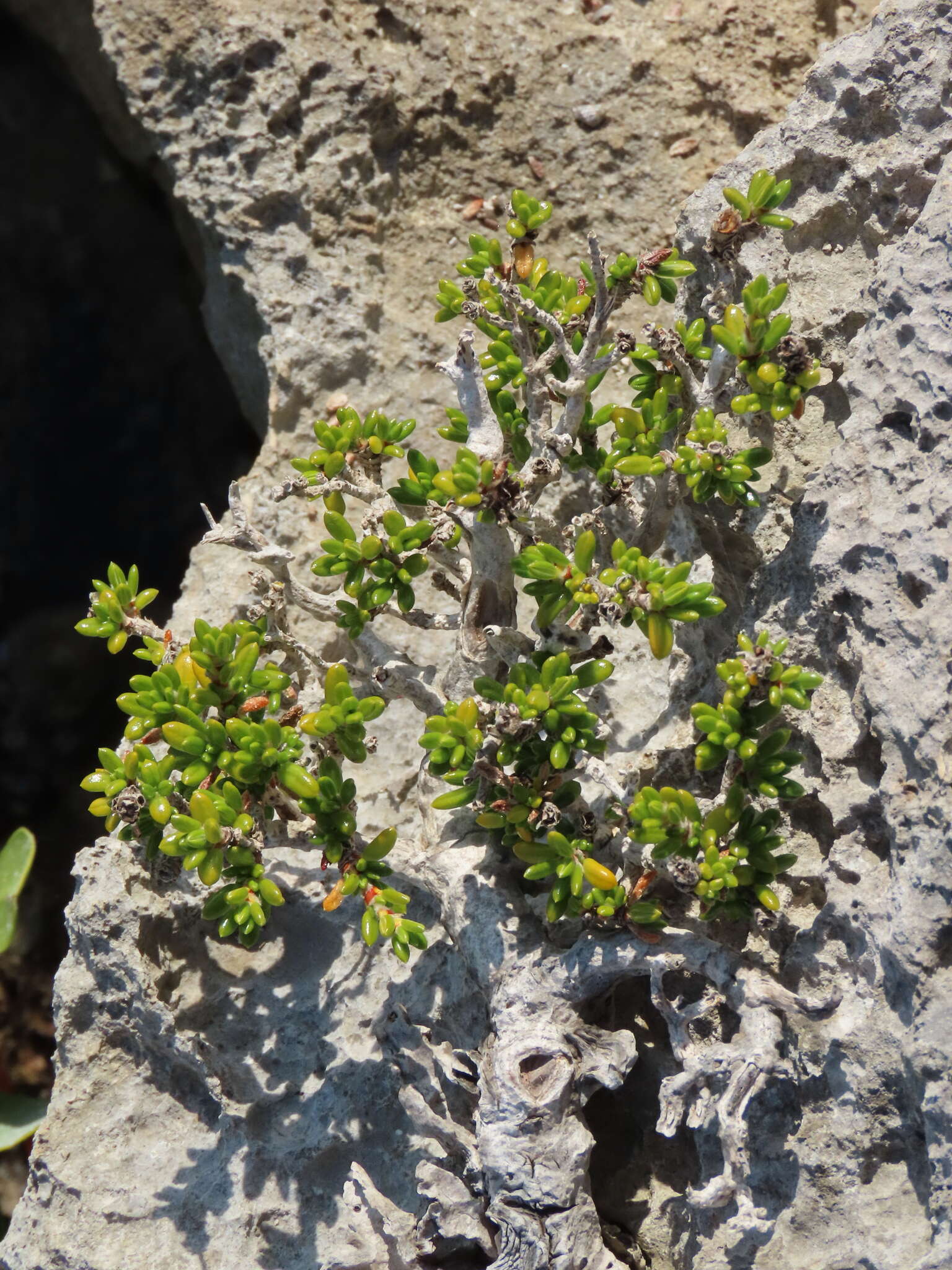 Image of saltwater bush