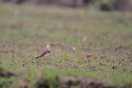 Charadrius veredus Gould 1848 resmi