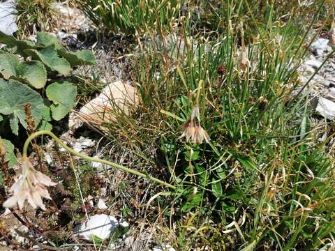 Image of Allium insubricum Boiss. & Reut.