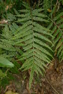 Image of Asplenium pteridoides Bak.