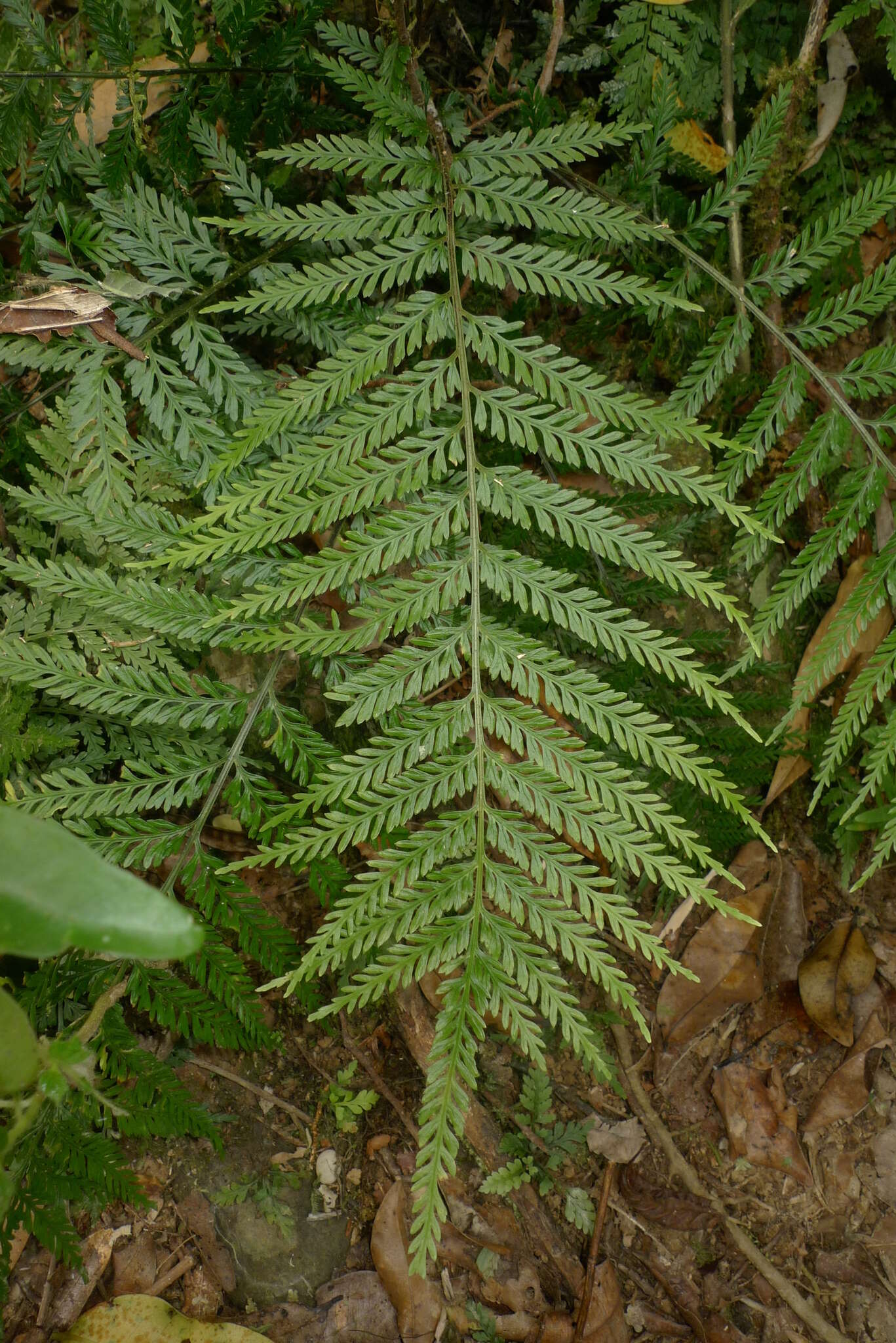 Sivun Asplenium pteridoides Bak. kuva