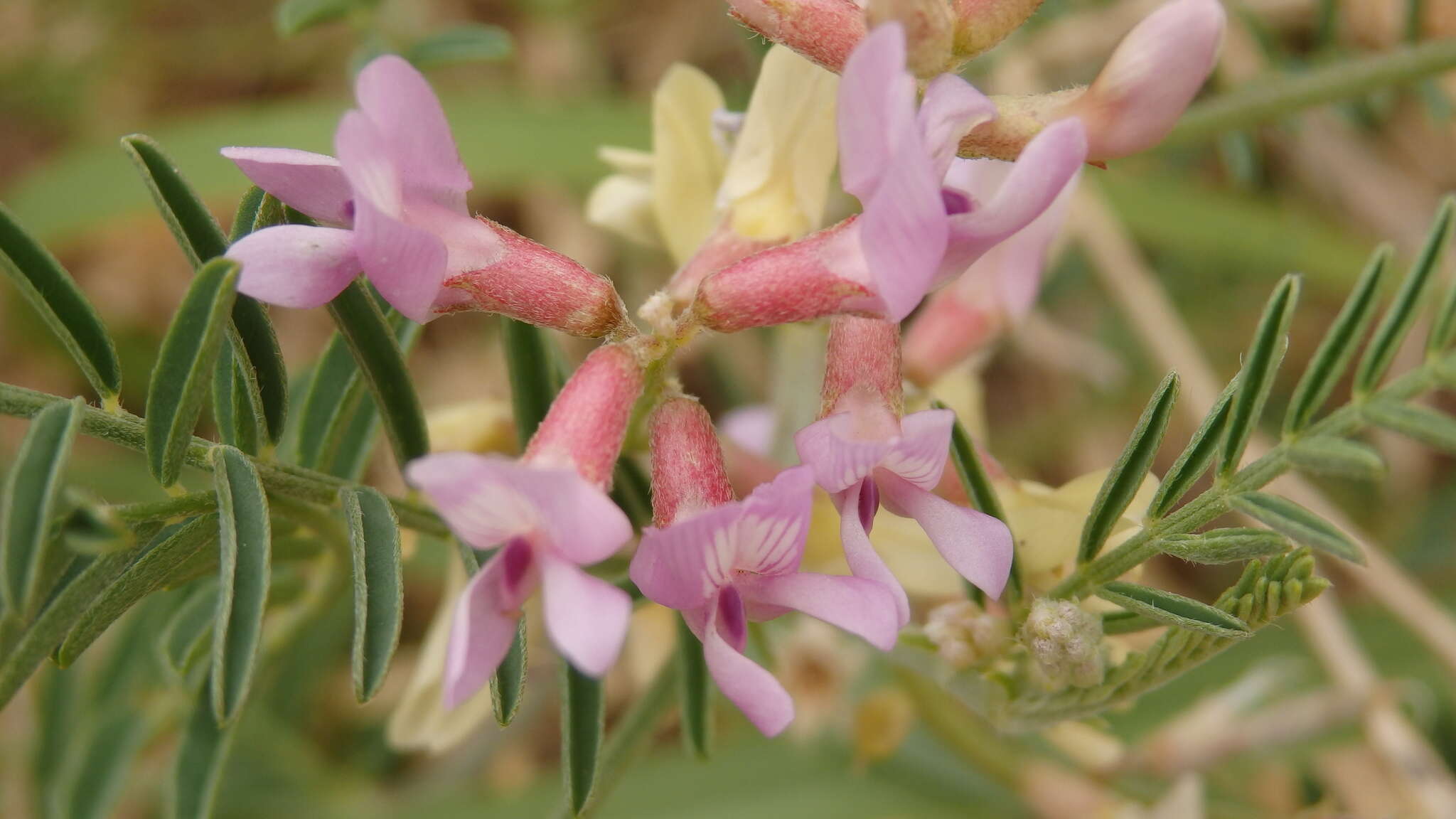 Image of flexile milkvetch