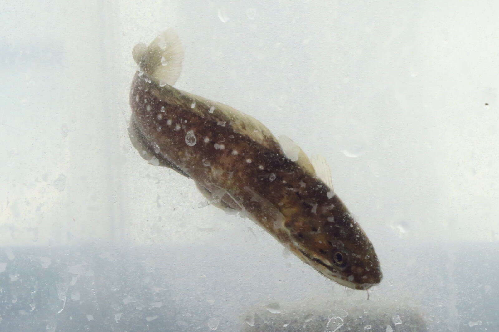 Image of Southern codling