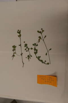 Plancia ëd Phyla nodiflora var. minor (Gillies & Hook.) N. O'Leary & Múlgura