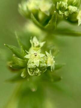 Image of Lachemilla aphanoides (Mutis ex L. fil.) Rothm.