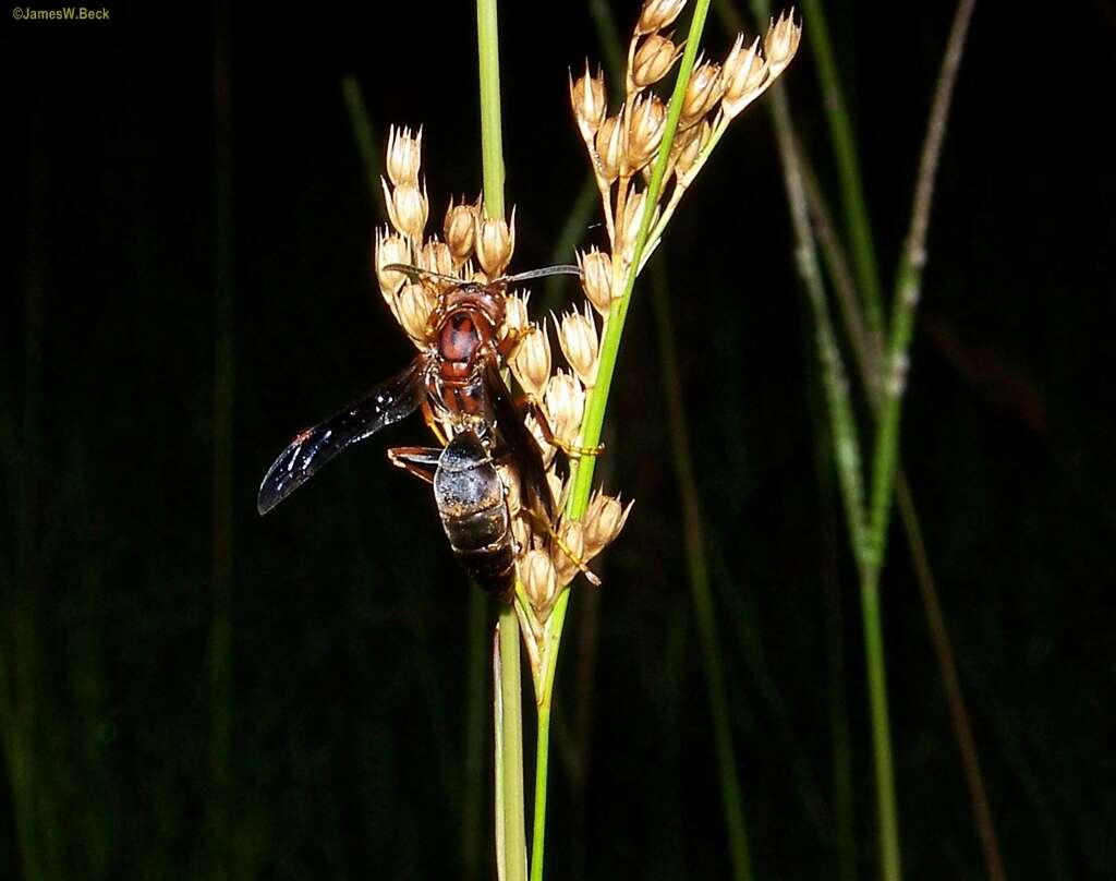 Image of Polistes metricus Say 1831