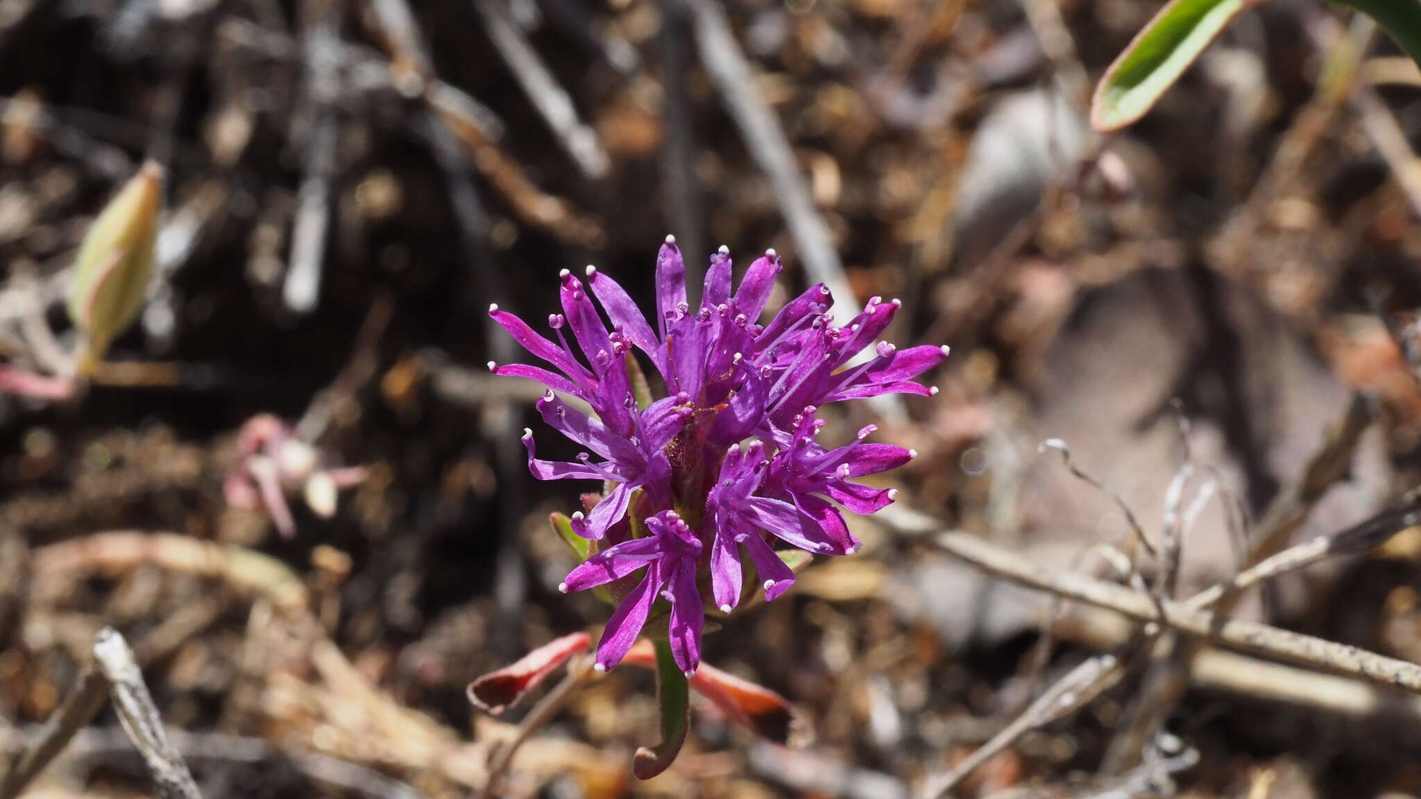 Imagem de Monardella breweri subsp. microcephala (A. Gray) Elvin & A. C. Sanders