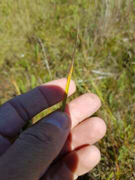 Image of Smooth sawgrass