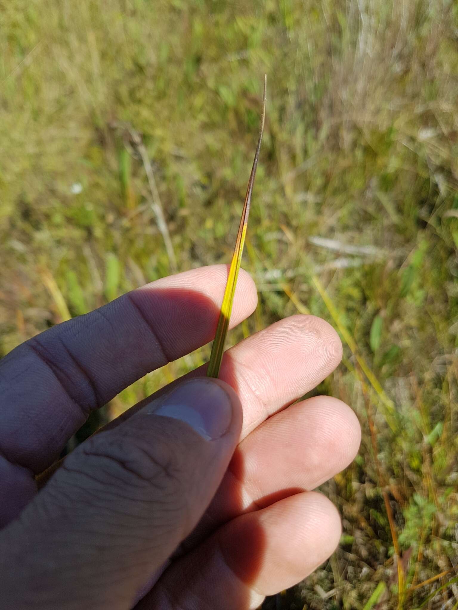 Слика од Cladium mariscoides (Muhl.) Torr.