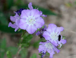 Phacelia strictiflora (Engelm. & Gray) A. Gray的圖片