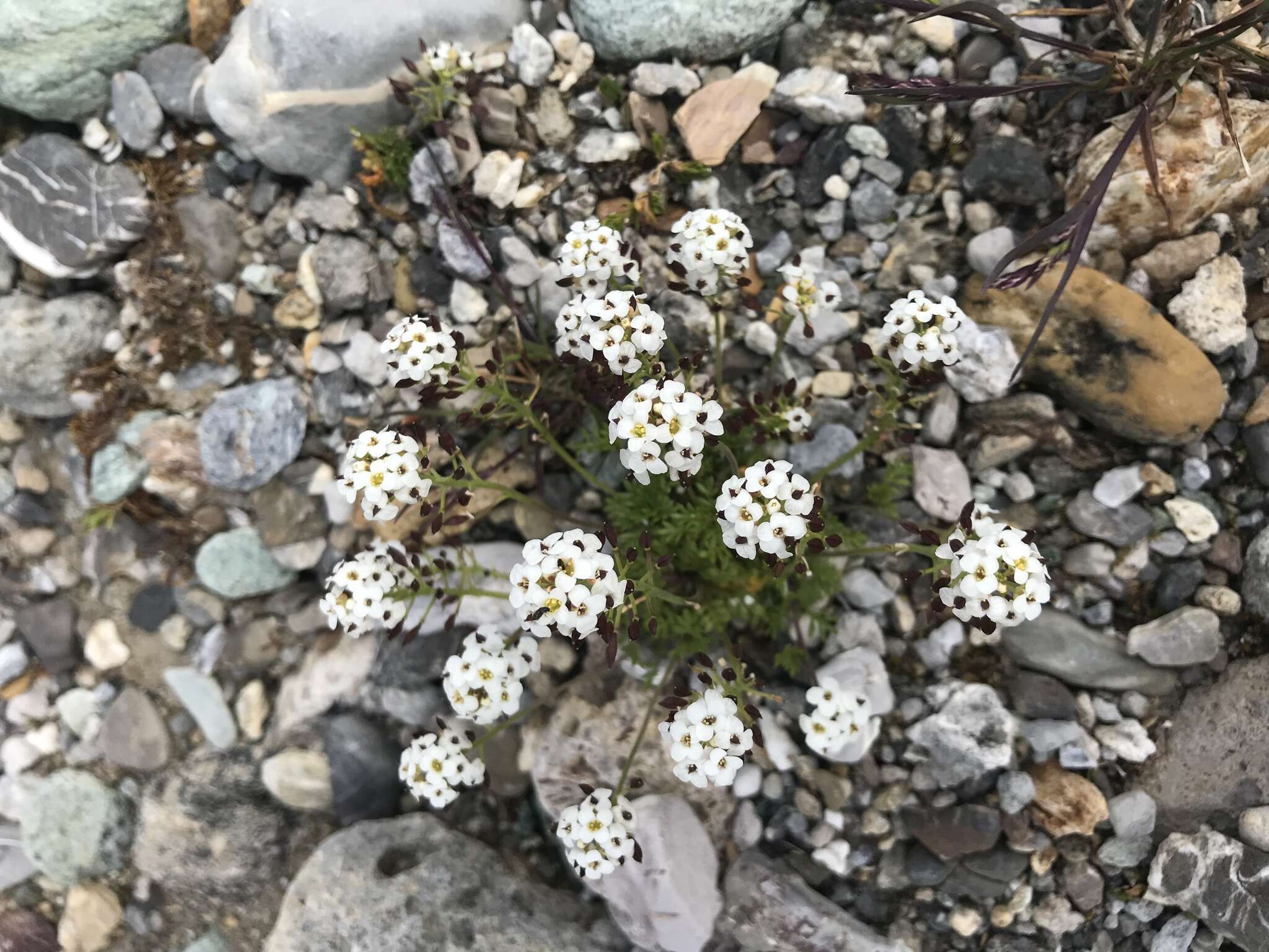 Image of alpine hutchinsia