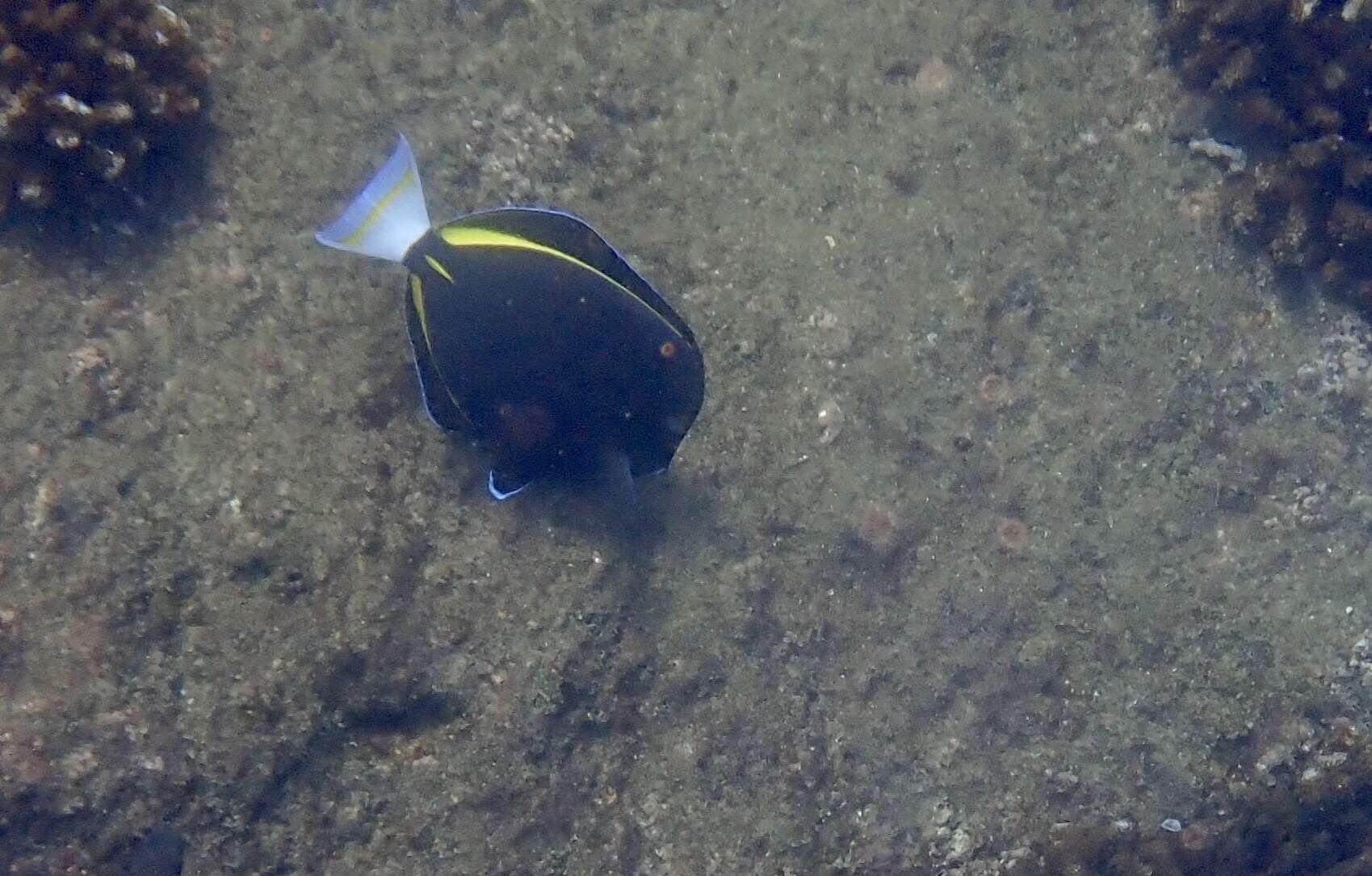 Imagem de Acanthurus nigricans (Linnaeus 1758)