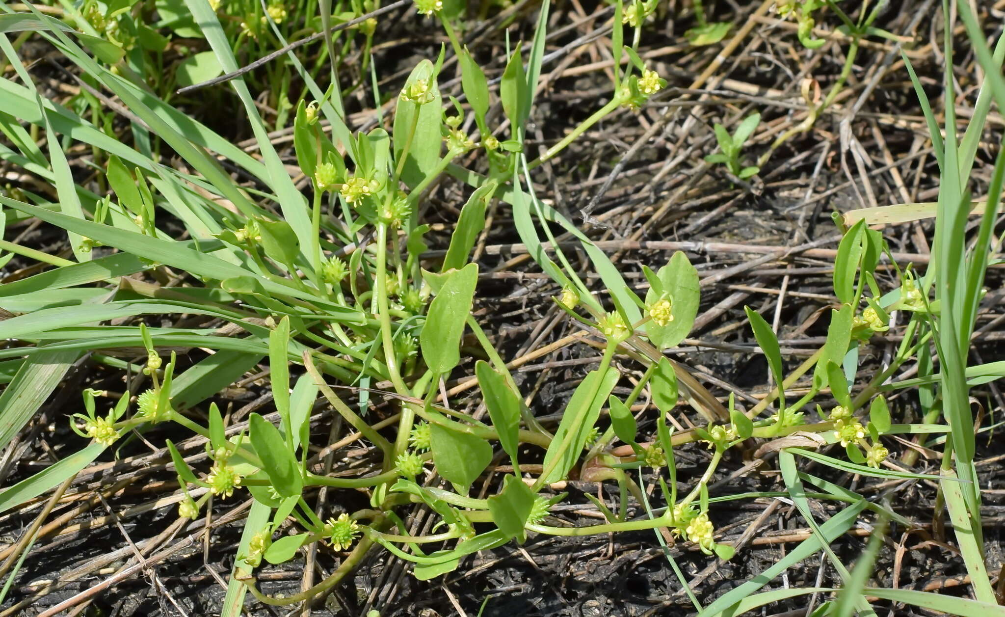 Imagem de Ranunculus lateriflorus DC.