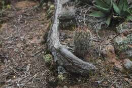 Image of Coryphantha clavata subsp. stipitata (Scheidw.) Dicht & A. Lüthy