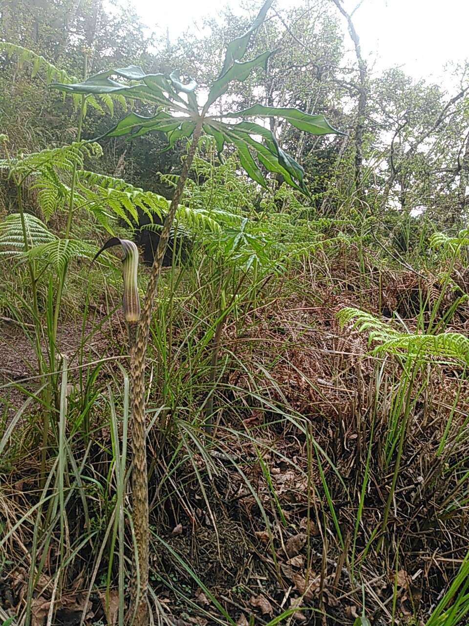 Image of Arisaema consanguineum Schott