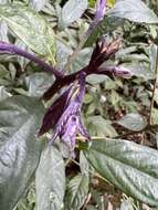 Image of Lasianthus henryi Hutch.