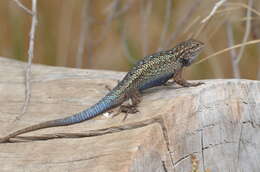 Image of Sceloporus becki Van Denburgh 1905