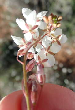 Image of Heliophila pubescens Burch. ex Sond.