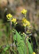 Слика од Castilleja kraliana J. R. Allison