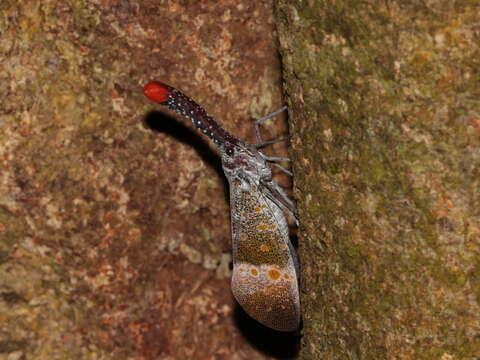 Pyrops pyrorhynchus (Donovan 1800) resmi