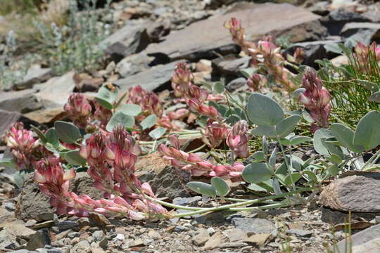 Plancia ëd Hedysarum splendens DC.