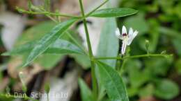 Image of false waterwillow