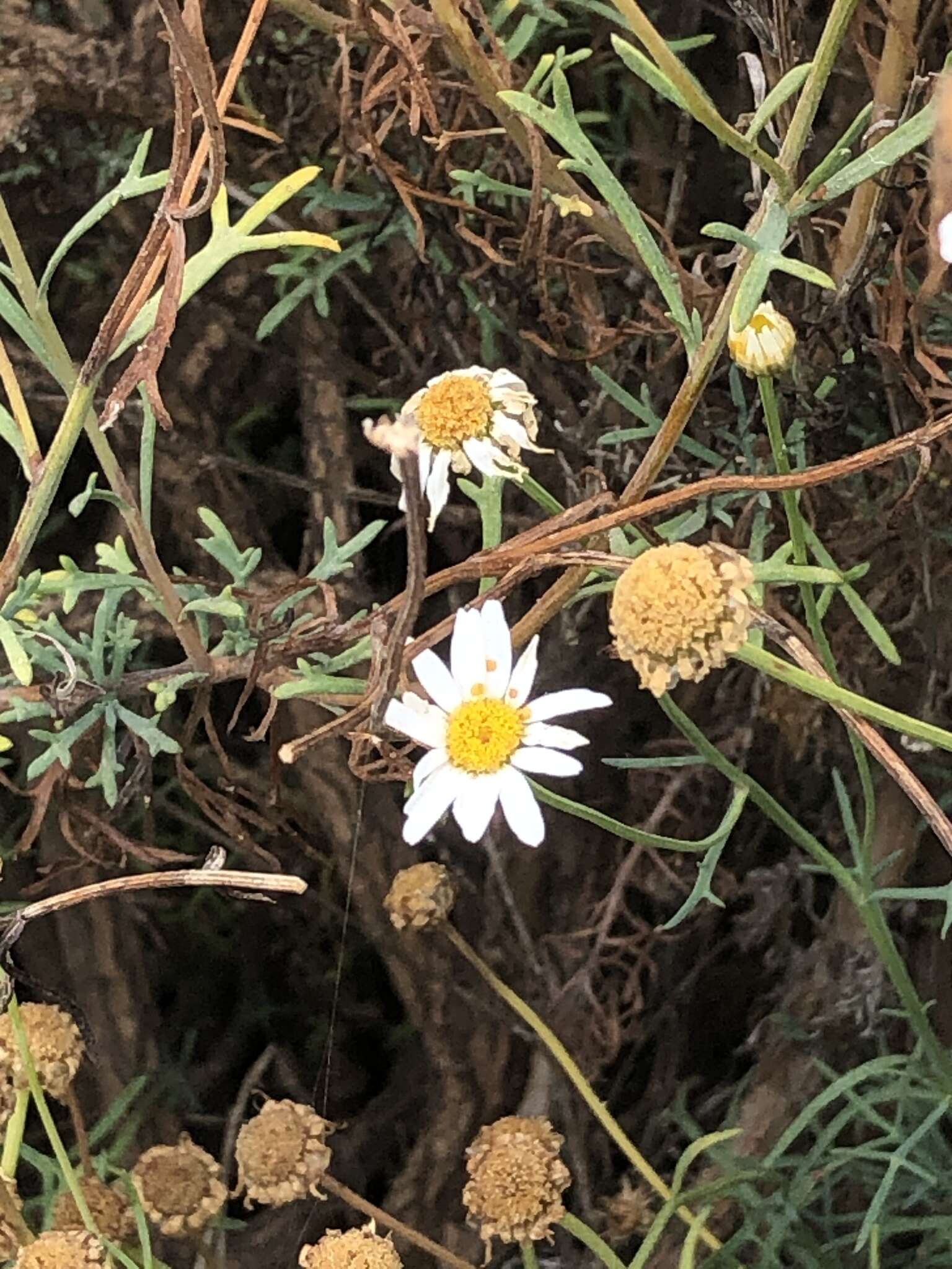 Image of Canary island marguerite