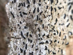 Image of scribble lichen