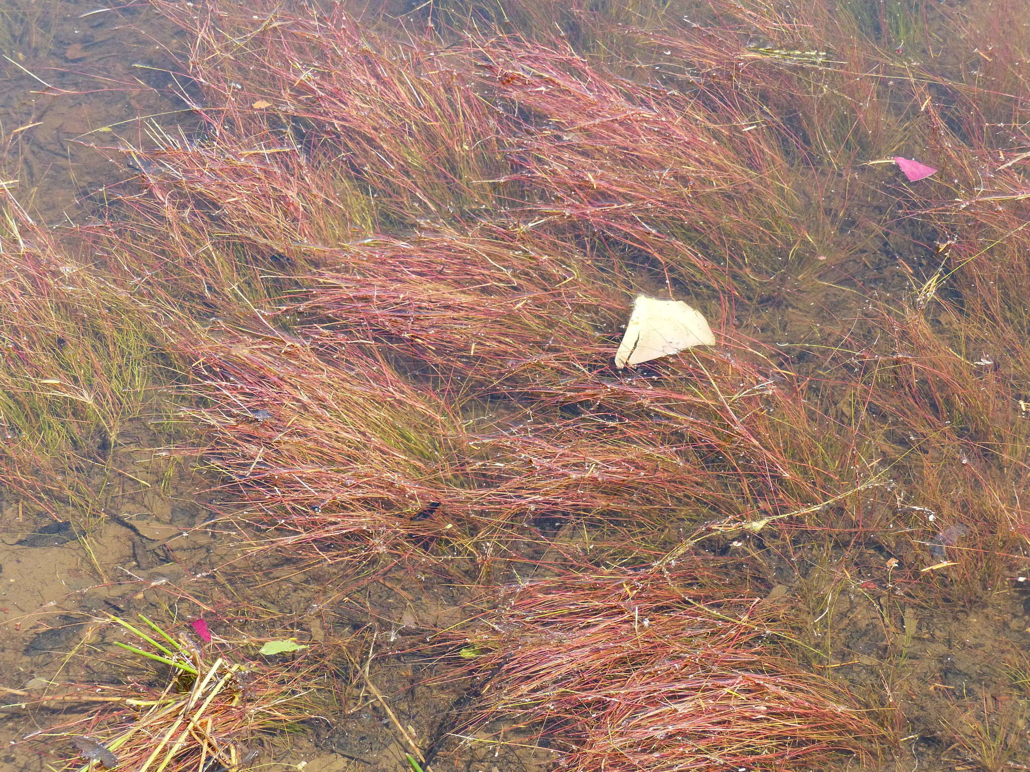 Image of Hairy-Leaf Rush