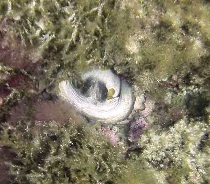 Image of Common octopus