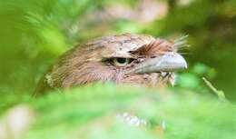 Image of Ceylon Frogmouth