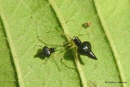 صورة Chikunia nigra (O. Pickard-Cambridge 1880)