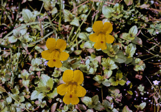 Image of Erythranthe robertsii (Silverside) G. L. Nesom