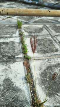 Image of swollen fingergrass