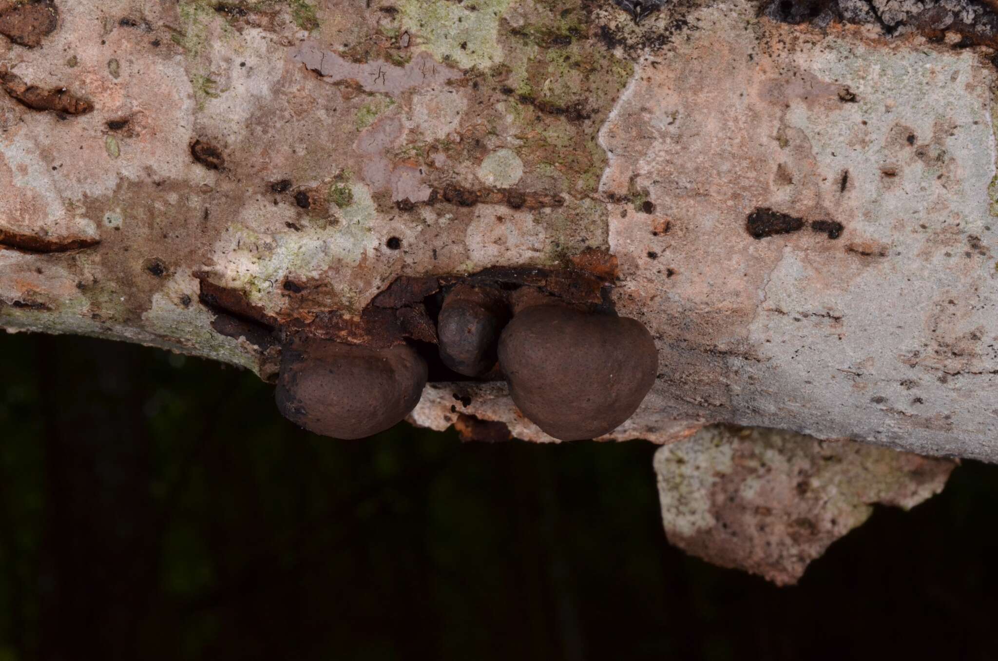 Image of Daldinia petriniae Y. M. Ju, J. D. Rogers & F. San Martín 1997