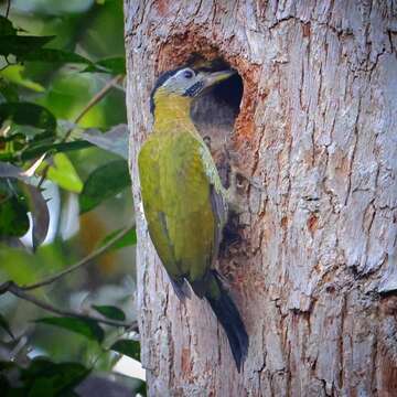 Picus vittatus Vieillot 1818 resmi