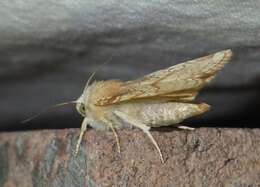 Image of Heart Moth